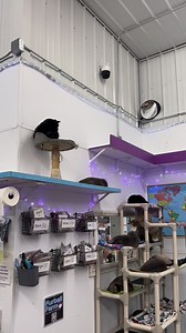 20K views · 1.5K reactions | Yolanda is having a bawl chasing her tail 睊 #playtime #fun #tails #toocute #chasingtails #adorable #catlovers #furballs #cats_of_world #furballfarmcatsanctuary | Furball Farm Cat Sanctuary | Facebook