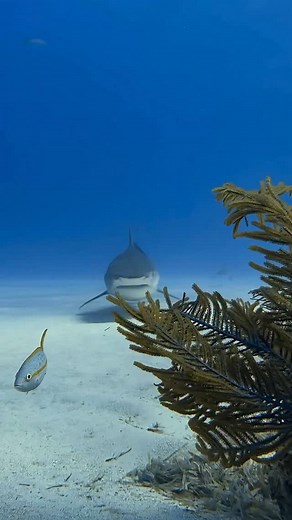 Tiger shark season has begun! The girls are migrating back to the Beach! 🇧🇸🦈 We were thrilled to see Pia roll up today at the beach! She skipped a season but we are so happy she is back! Video taken with our @sealifecameras in an iPhone housing by @epic_vpc #tigerbeach #sharkdive #tigershark #bahamas #scubadiving #sealifesportdiver #sealifecamera #underwaterphotography #iphone | Epic Diving