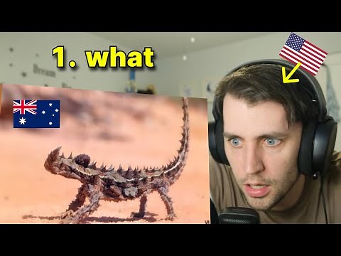 American reacts to Australia's WEIRDEST ANIMALS