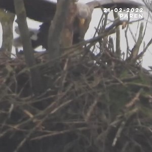 40K views · 1.8K reactions | Het is de koning der vogels: de zeearend. Hij wordt vanwege zijn 2,5 meter spanwijdte ook wel 'vliegende deur' genoemd. Vroeger waren zeearenden ontzettend zeldzaam in Nederland, maar tegenwoordig broeden ze hier zelfs! Albert Draaijer legde dit allemaal vast en we spraken hem in de uitzending bij de Friese meren. Kijk via deze link! https://www.bnnvara.nl/vroegevogels/videos/578554 | Vroege Vogels | Facebook