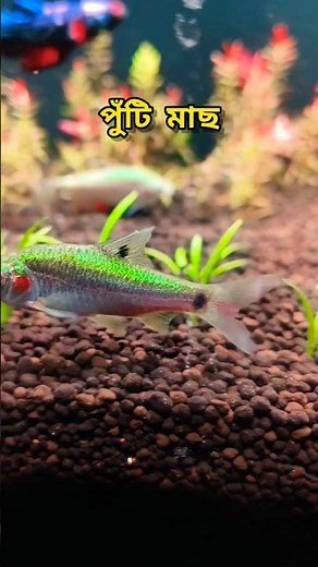 Adding Stunning Native Indian Fish to My Planted Aquarium