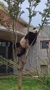 13K views · 897 reactions | Poor tree…  #panda #fluffy #pandas #cute #naturephotography #nature #care #beautiful #love #babypanda #babypandas #funnyanimals #playingtoys #playing #rolling #biteyourass #bite #biting | Pandas, a Light In My Heart | Facebook