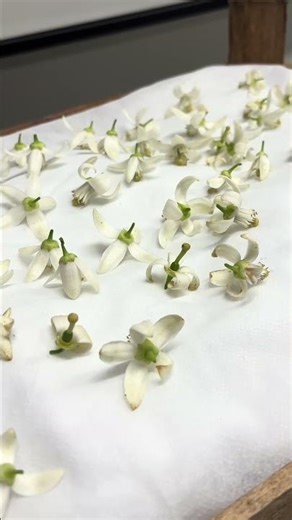 Método de extração Enfleurage