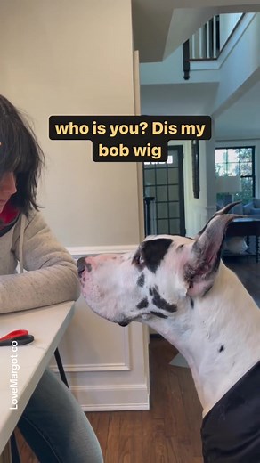 Great Dane Puppy Doesn't Recognize Owner Without Wig