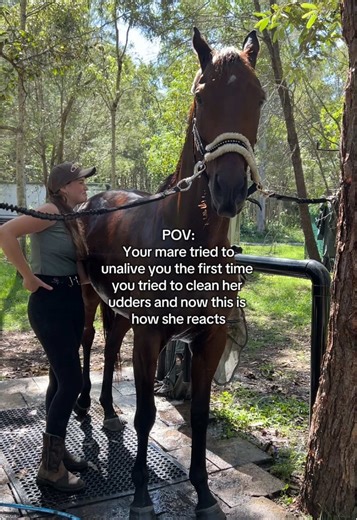 Understanding Your Mare's Behavior During Grooming