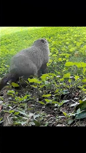 Puffhog begins it backyard patrol 🐾🌿