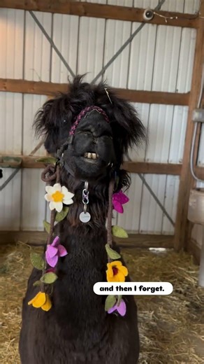 This Alpaca in a Wig is my new mood! 😂🌸