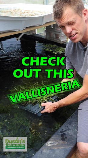 2.5K views · 61 reactions | Check out this Vallisneria! We have...