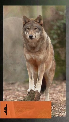 Red wolf is critically endangered wild canid native to southeastern United States#RedWolf