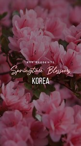 496 reactions · 23 shares | Looking to visit Korea this spring? Then...