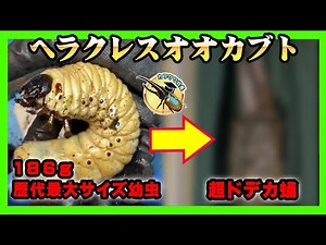 【驚愕】歴代最大幼虫から超ドデカ蛹が出てきました【ヘラクレスオオカブト】