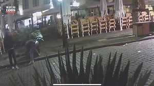 53K views · 253 reactions | VOORBIJGANGERS STELEN KOSTBARE PALM BIJ...