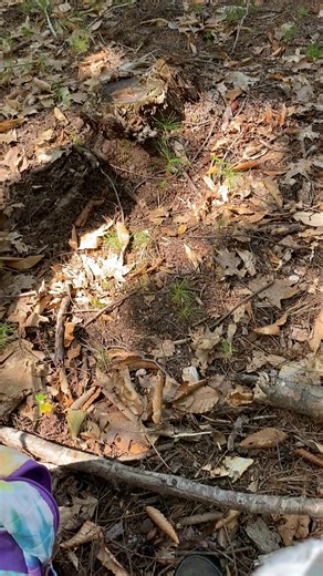 Rusty is a big guy. Well compared to my two littles he is. But he is the LAST one to do damage with his mouth. It took a little while but he is very respectful of Babs and her cues etc. I am happy he picked it up. | Sarah Megan