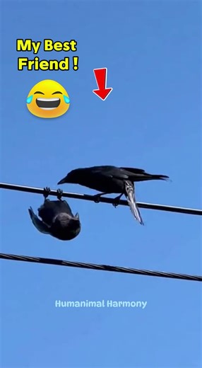 Crow Prank: 10/10… Friendship: Questionable 😭🐦🤣