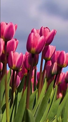 What's New at The Skagit Valley Tulip Festival in 2025?