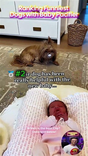 Ranking Funniest Dog with Baby Pacifier 🐶👶🏻#dog #funny #pets #animals #funnydogs #cutedog #eating