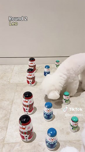 Obstacle jumping game ☑️ 👉 Follow us for more bougie BB moments #dogsoftiktok #dogmodels #fluffydog #luxurypets #petinfluencer