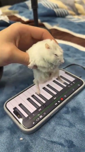 A hamster playing the piano#pet#petlove #funnymovie #petsoftiktok