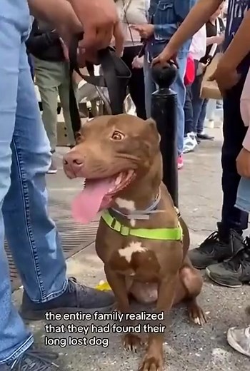 2.7K views · 40 reactions | Lost Dog Reunites with Her Family After They Spot Her at NYC Adoption Event. VIDEO in comments | Animal Lovers | Facebook
