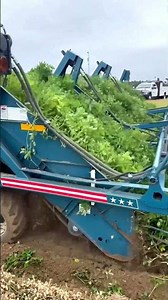 🚜 Raupentraktor zieht den Erdnusspflug