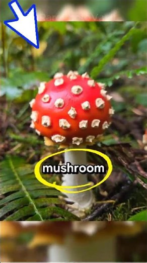 Incredible Rare Photos That Trigger Instant Curiosity | 665