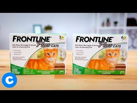 Frontline Plus Flea and Tick for Cats and Kittens | Chewy