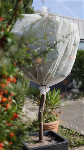 Le froid arrive… 🥶 Protégez vos plantes avant qu’il ne soit trop tard ! Le voile d’hivernage Direct-Filet crée une barrière naturelle contre le gel, tout en laissant respirer vos végétaux. 🌿 Gardez vos plantes en pleine forme tout l’hiver → disponible sur www.direct-filet.com | Direct-Filet.com