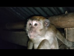 Preventing Stress in Wild Monkeys.