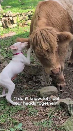 Cow And Dog Love Giving Each Other Head Rubs