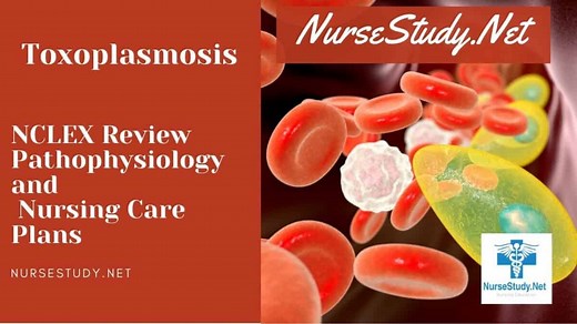 Toxoplasmosis Nursing Diagnosis & Care Plan - NurseStudy.Net