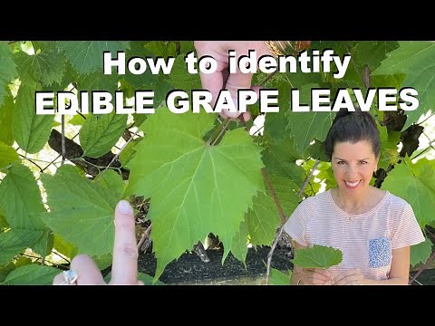 How to Identify Edible Grapeleaves.