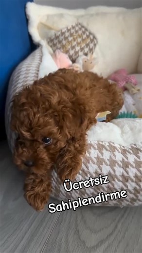 Hayvan Sever | 3.5 aylık toy PODDLE yavru gönüllü sahiplendirme | Instagram