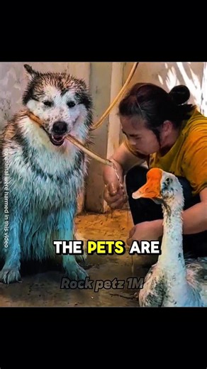 Smart Dog Helps Grandma Wash Up! 🥺❤️ | Believe What the Dog Did | #shorts