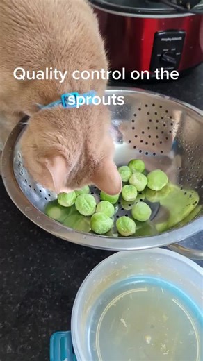 tigger_the_ginger_rescue on TikTok