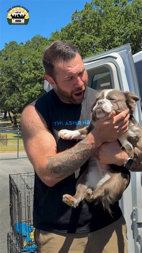 58K views · 251K reactions | Nine new dogs! Seven frenchies from an extreme hoarding case! They were in terrible shape, I'm so glad we're able to help them out ❤️ | The Asher House | Facebook