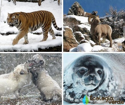 15 ANIMALES de RUSIA - Lista de Nombres y Fotos
