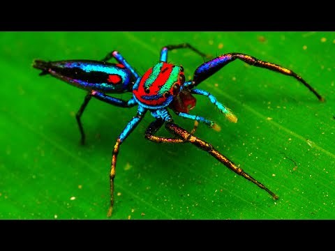 5 Most Beautiful Spiders In The World