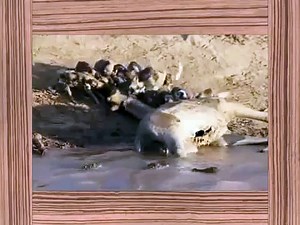 Animal Attack Compilation Elephant,Wild Dog ,Hyena,Lion,Ostrich Best Wild Animal Attacks Must S