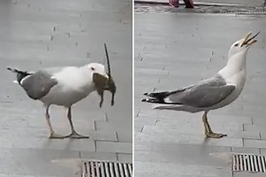 Moment seagull swallows huge rat infront of stunned onlookers in Rome