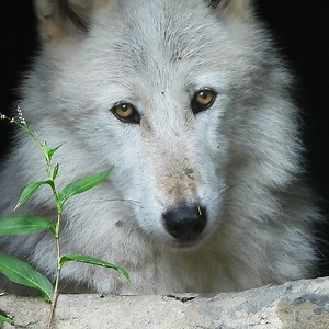 155K views · 49K reactions | Wolves are worth fighting for. #StandForWolves | Wolf Conservation Center | Facebook