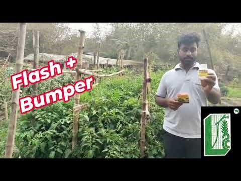 "No more Fruit & Flower Drop! See Bumper & Flash Magic