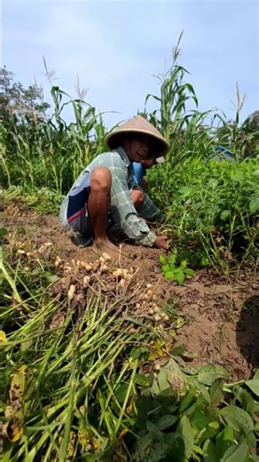 Harvest peanuts without using tools-Agriculture farming #shorts