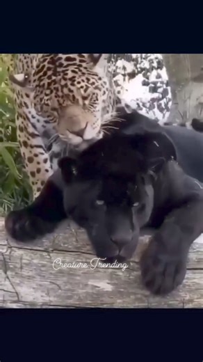 Unlikely yet unbreakable bond! Meet the stunning black panther and leopard, proof that even the wildest of friends can become the closest of buddies! #BlackPanther #Leopard #WildlifeFriendship #AnimalBonds #FurryFriends #WildAndFree #NatureLovers #FriendshipGoals | Creature Trending