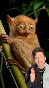 Meet the Tarsier 👀 | Odd Danny
