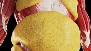 Simulation explains what happens to your body while fasting for 24 hours