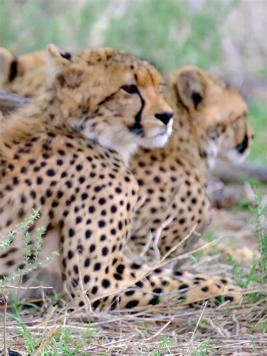 Save the Cheetahs
