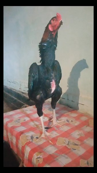 rasu1_mat (@rasu1_mat)’s videos with ALIEN FLAME (SLOWED) - shometyle