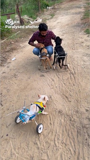 Khushi k pal🙏😇🐶 #handicappedpets #handicappeddog #dogstagram #dog #paralyzeddog #dogs #wheelchairdog #handicapable #instadog #rescuedog #specialneedsdog #paralyzed #animalrights #dogsinwheelchairs #walkinpets #fosteringsaveslives #wearenotdisposable #donate #savage #disableddog #vosah#paralyzedshelter #voice_of_stray_animals_hapur | Voice of stray animals hapur - VOSAH