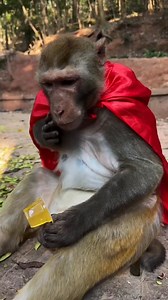 Spider-Man 🍼🤣 #monkey #funnymonkey #monkeyseemonkeydo #monkeys | Funny Voice Over
