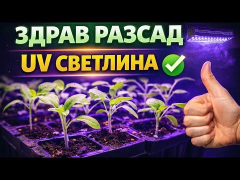 Разсад с ултравиолетова светлина | Правилен метод и съвети